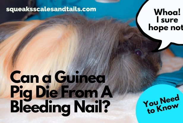 a guinea pig wondering if he can die from a bleeding nail