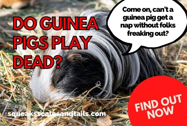 a guinea pig wondering if guinea pigs play dead