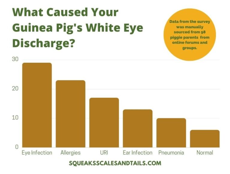 5-alarming-reasons-guinea-pigs-with-white-eye-discharge-die-squeaks