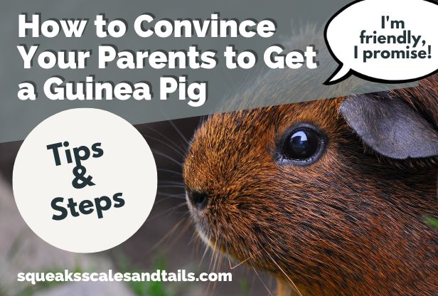 tips for how to convince your parents to get a guinea pig