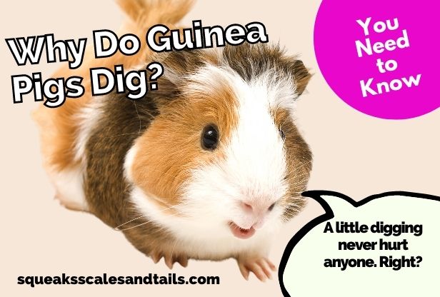 a guinea pig saying that digging is all right