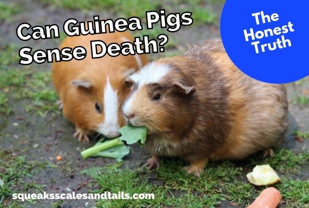 tips about guinea pigs sensing and understanding death, can guinea pigs sense death