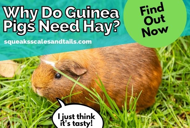 a tip about why guinea pigs need hay