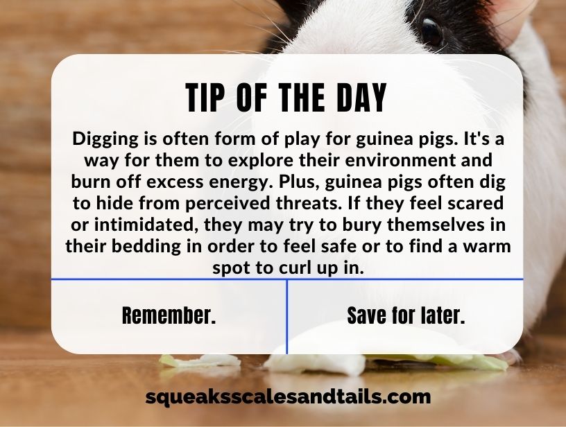 a tip about why guinea pigs dig in hay