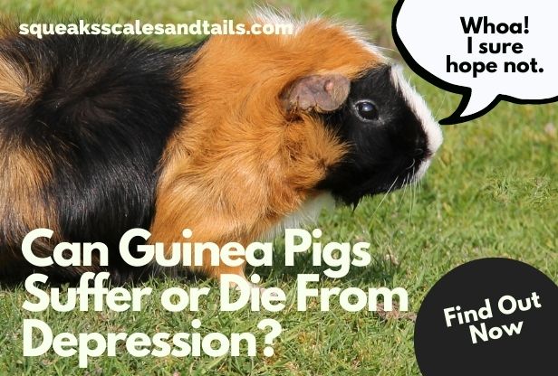 a guinea pig wondering if he can suffer or die from depression