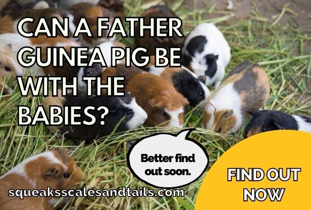 a tip about father guinea pig being with his babies