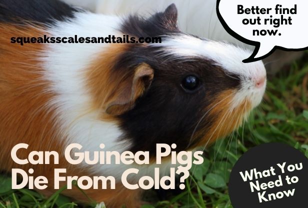 a guinea pig wondering if he can die from being too cold
