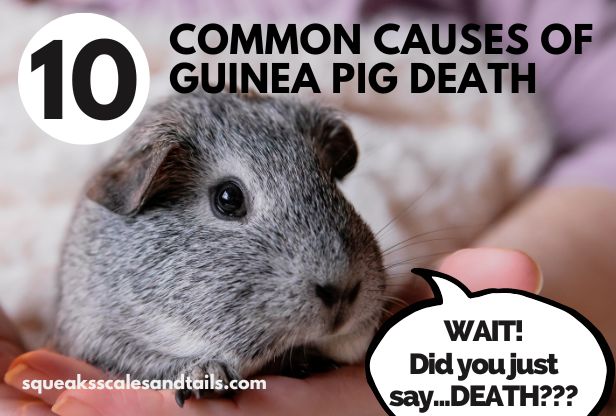 10 Common Causes of Guinea Pig Death (Piggie Parents Weigh In)