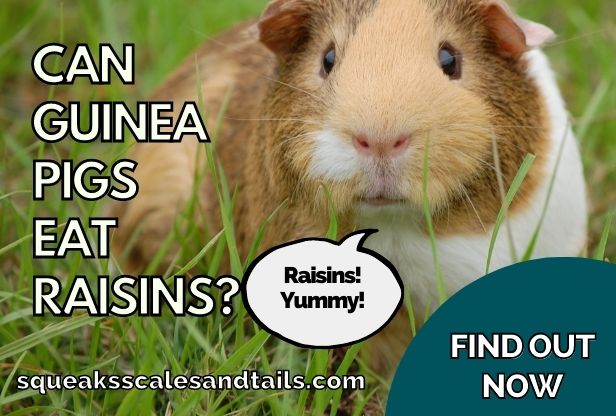 a guinea pig saying that he likes to eat raisins