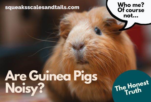 Are Guinea Pigs Noisy? (The Honest Truth)