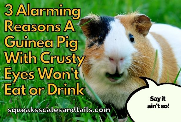 a guinea pig with crusty eyes won't eat or drink
