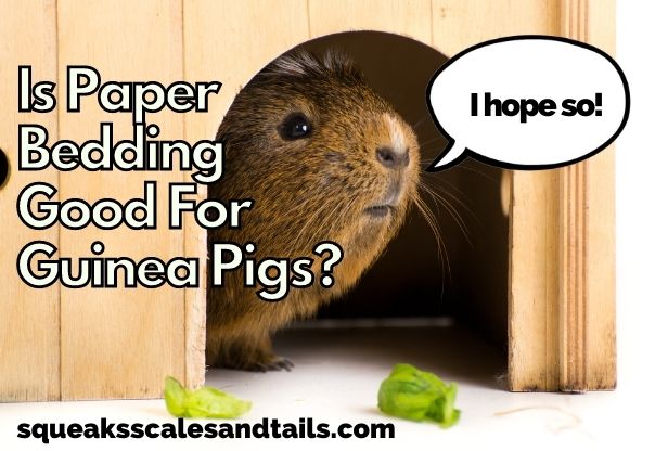 a guinea pig hoping that paper bedding is good for guinea pigs
