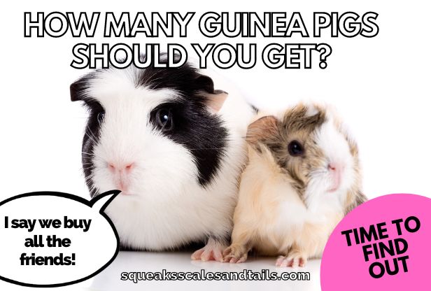 a funny meme about how many guinea pigs you should get - two guinea pigs with one making a joke