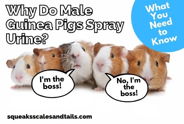guinea pigs talking about spraying urine
