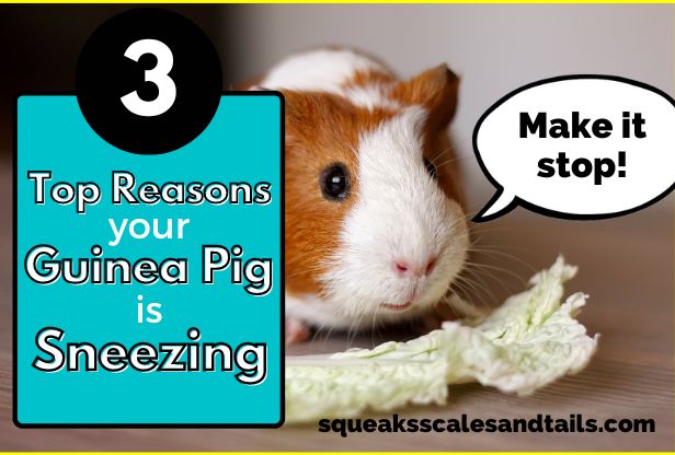 there are 3 top reasons why guinea pigs sneeze