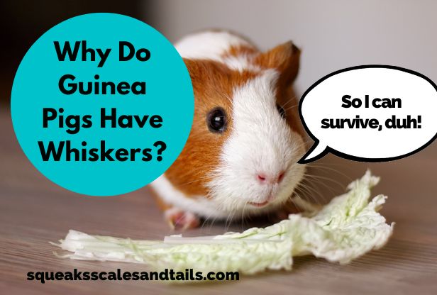 a guinea pig with whiskers