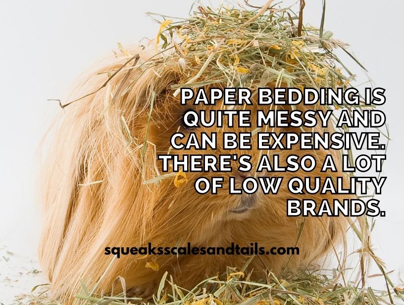 is-paper-bedding-good-for-guinea-pigs-find-out-now-squeaks-scales