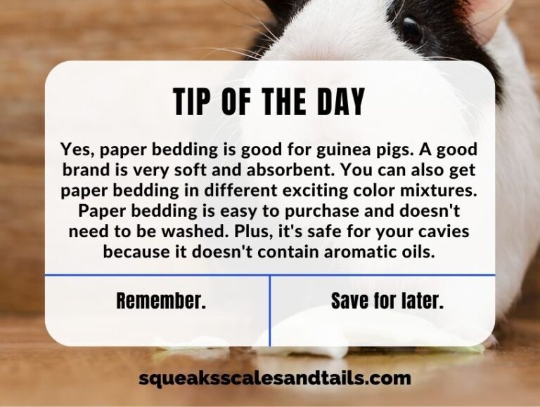 Is Paper Bedding Good For Guinea Pigs