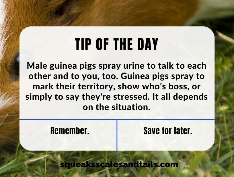 a tip about why male guinea pigs spray urine