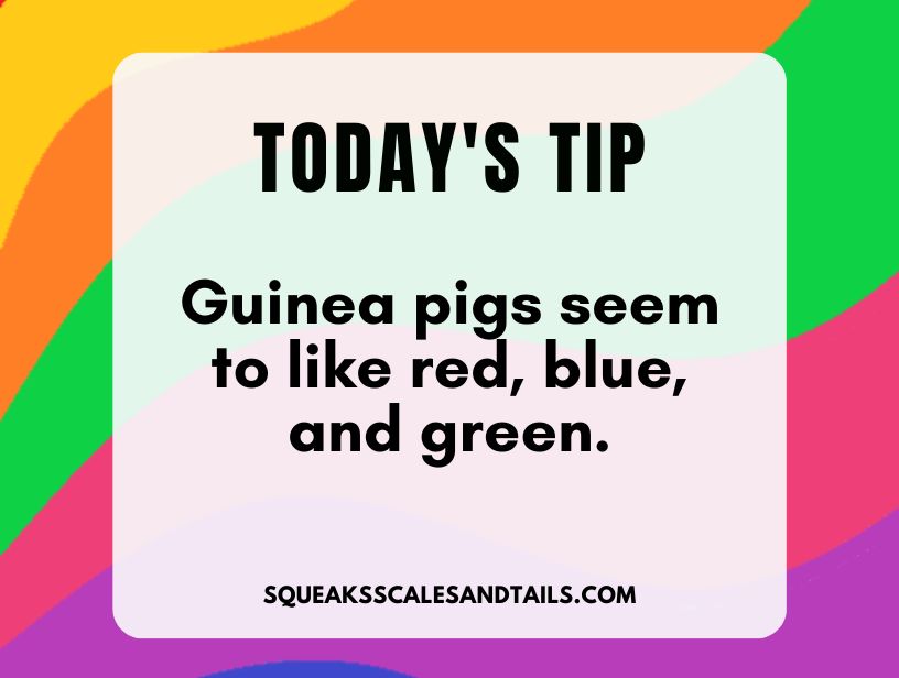 a tip about the colors that guinea pigs like and hate
