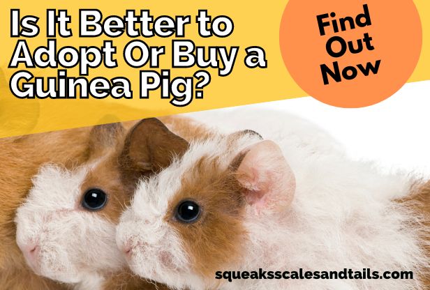 is it better to adopt or buy a guinea pig