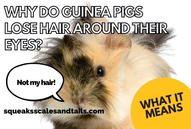 a guinea pig wondering why guinea pigs lose hair around their eyes