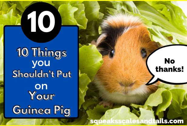a guinea pig talking about what you shouldn't put on guinea pigs