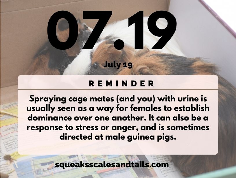 tips about why female guinea pigs spray urine
