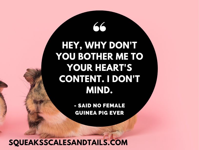 a sarcastic comment from a guinea pig about why female guinea pigs spray urine