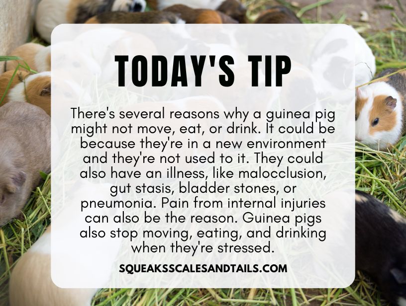 a tip about the reasons why a guinea pig won't move eat or drink