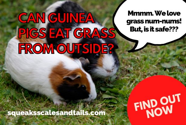 a quote from a guinea pig about whether you can feed guinea pigs grass from outside