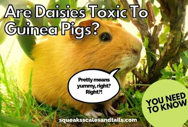 tip about guinea pigs eating daisies