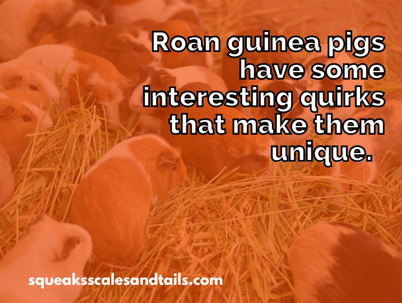 roan guinea pigs have interesting quirks