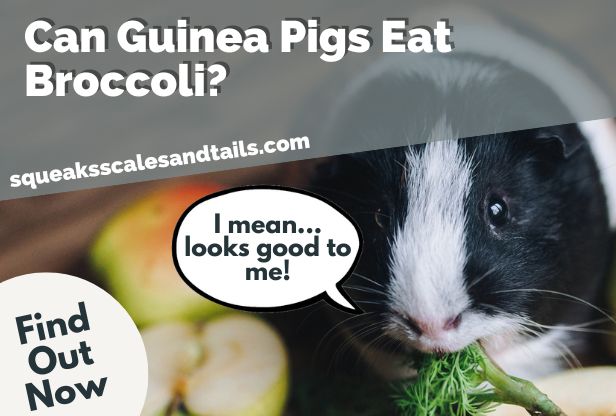 The Honest Truth About Broccoli and Guinea Pigs (Can They Eat It?)
