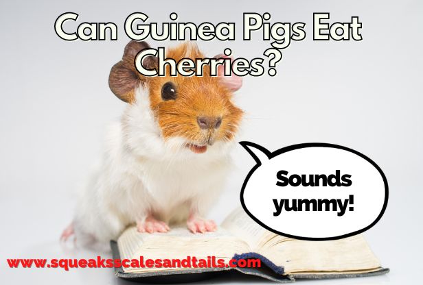 a picture of a guinea pig who likes cherries