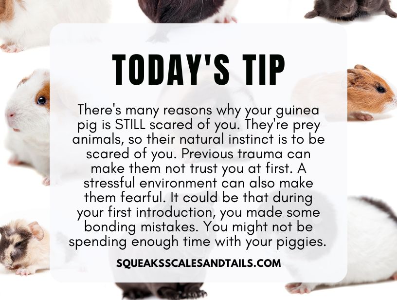 a tip for why a guinea pig is stills scared of you