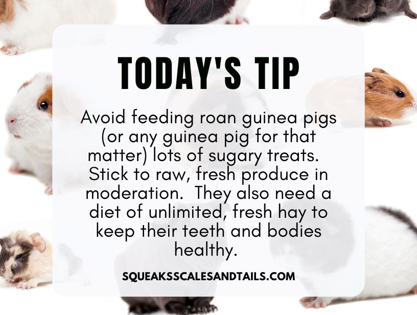 tips about how to feed roan guinea pigs properly