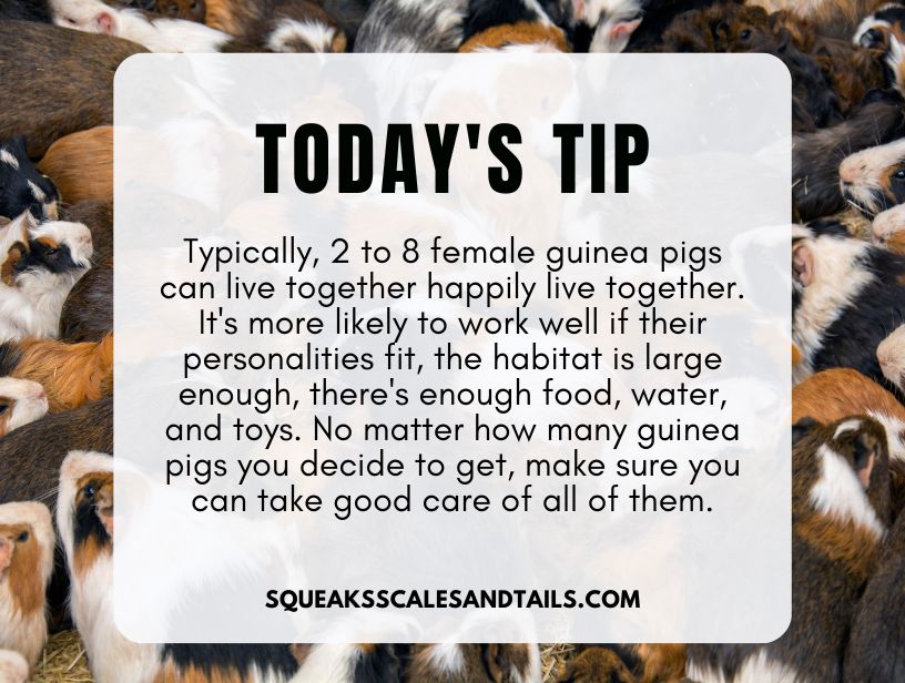 a tip about how many female guinea pigs can live together