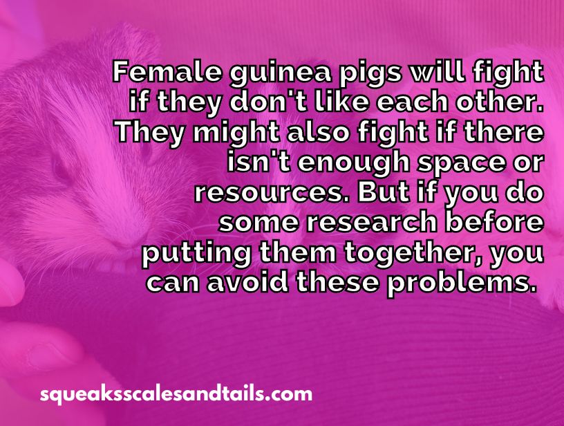 a tip about how to avoid fights between female guinea pigs living together