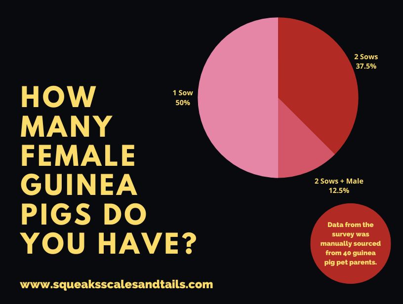 a graph that shows how many female guinea pigs live together from a pet parent survey