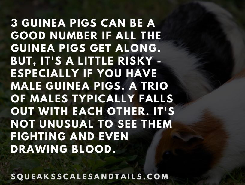 a tip about how many guinea pigs can live together