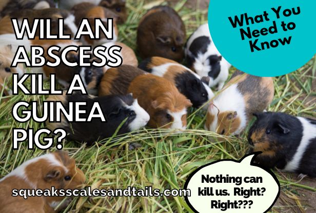 Will an Abscess Kill a Guinea Pig? (What You Need to Know)