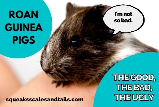 Roan Guinea Pigs (the Good, the Bad, & the Ugly)