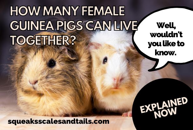 two female guinea pigs wondering about how many of them can live together