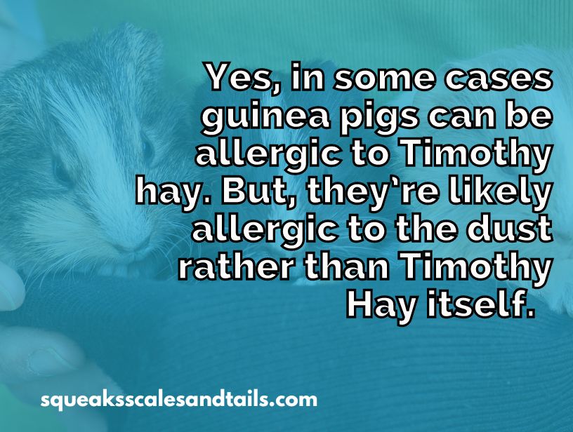 a tip about guinea pigs being allergic to Timothy hay