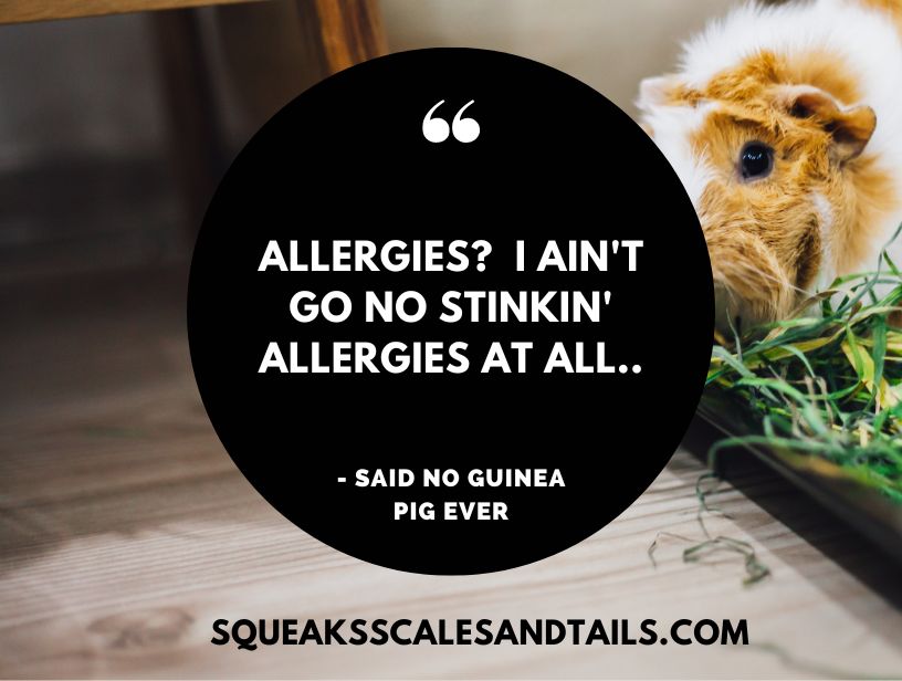 a funny quote from a guinea pig about having allergies