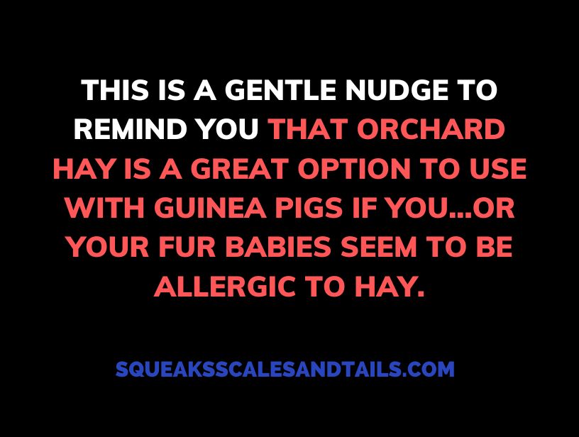 a tip about what to do if guinea pigs are allergic to hay
