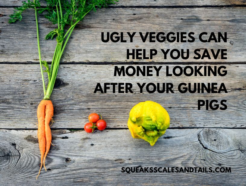 a tip on how to save money on guinea pig on vegetables for your guinea pig 