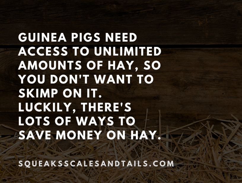 how to save money on guinea pig care