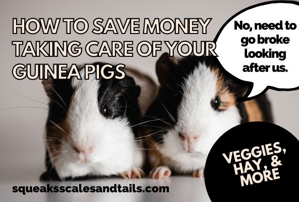 how to save money on guinea pig care